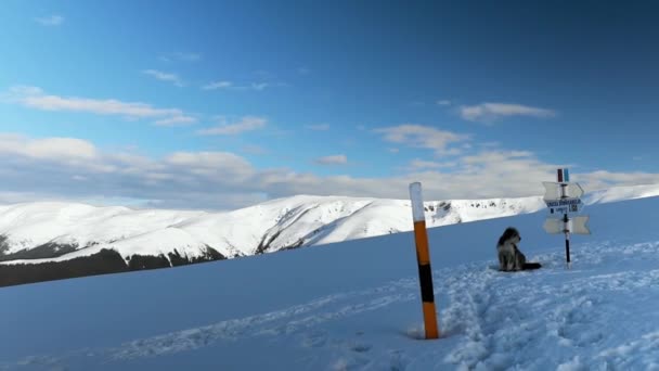 Hdで撮影された雪に覆われたアイゼル山の方向標識に座っている犬の閉鎖 — ストック動画