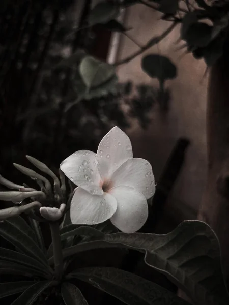 Ένα Κοντινό Πλάνο Του Ανθισμένου Λευκού Λουλουδιού Plumeria Στο Gar — Φωτογραφία Αρχείου