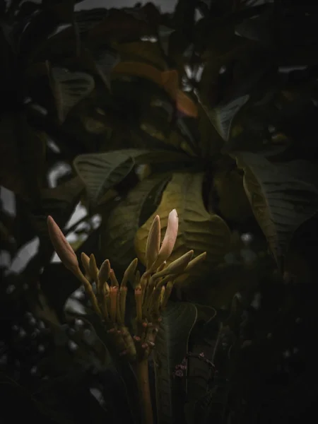 Een Closeup Van Een Plumeria Bloem Knoppen Met Zonnestralen Tuin — Stockfoto
