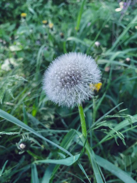 Eine Nahaufnahme Eines Löwenzahnpusteballs Auf Einem Feld — Stockfoto