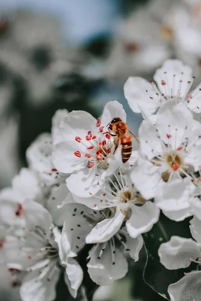 白いリンゴの花に蜂の垂直ショット — ストック写真