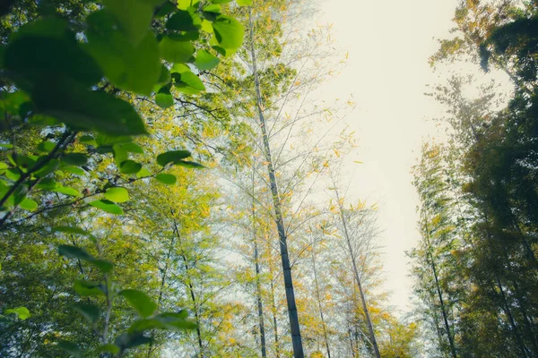 Ángulo Bajo Árboles Verdes Con Cielo Fondo — Foto de Stock