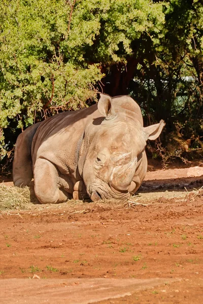Plan Vertical Rhinocéros Couché Sur Sol Par Une Journée Ensoleillée — Photo