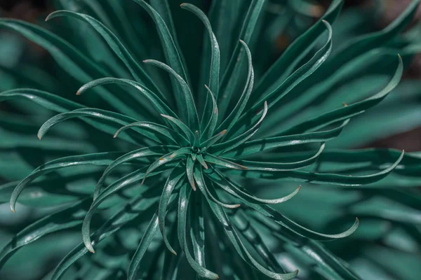 Closeup Fresh Green Plant Growing Garden — Φωτογραφία Αρχείου