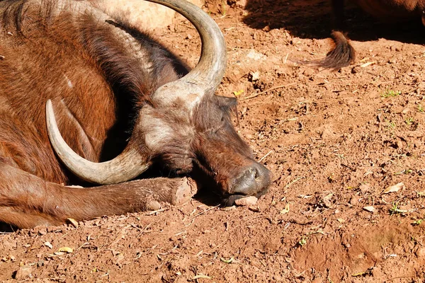 Nahaufnahme Eines Afrikanischen Büffels Der Einem Sonnigen Tag Auf Dem — Stockfoto