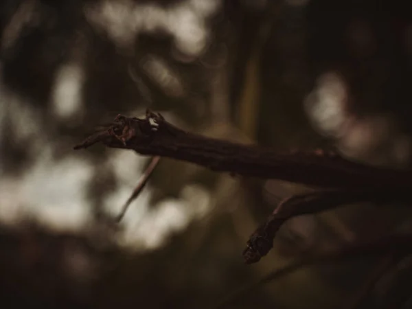 Tiro Seletivo Foco Haste Seca Planta Fundo Bokeh — Fotografia de Stock