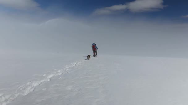 Professional Mountaineer Passing Stunning Snowy Landscapes Three Loyal Dogs Accompanying — Stock videók