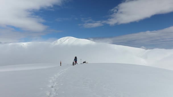 Fully Equipped Climber Trekking Snow Covered Mountains Accompanied Adorable Dogs — ストック動画