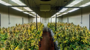 Legal cannabis flowering plants. The plants are grown inside an indoor hydroponic grow with artificial lights and irrigation clipart