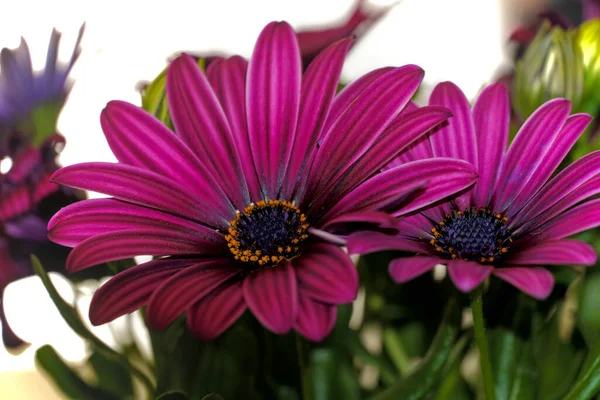 Tiro Foco Seletivo Dois Rosa Margaridas Africanas Osteospermum — Fotografia de Stock