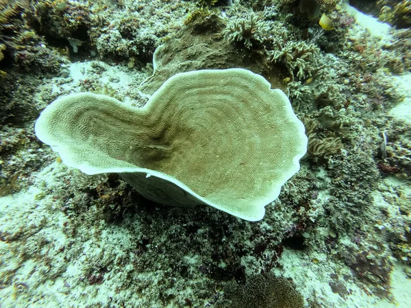 海底でのサンゴ礁の閉鎖ショット — ストック写真