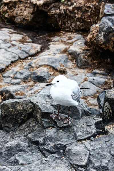 Cute White Gull Rocks — Stock Photo, Image