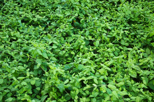 Sebuah Bidang Tanaman Peppermint Hijau — Stok Foto