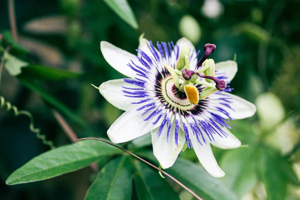 Close Bela Flor Paixão Brasileira Passiflora Caerulea — Fotografia de Stock