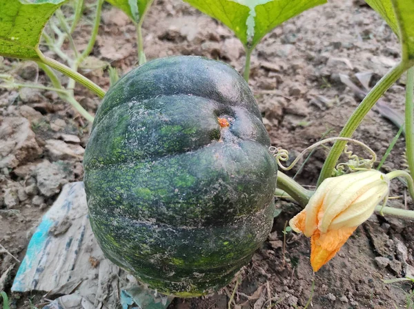 Closeup Shot Growing Green Pumpkin — Stock Photo, Image