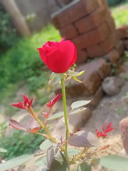 Een Verticaal Shot Van Een Rode Roos Bloem Een Wazige — Stockfoto