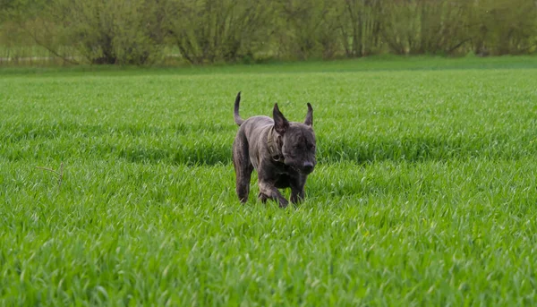 草の上で遊ぶ黒い犬 — ストック写真