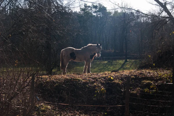 Bílý Rozkošný Kůň Pasoucí Poli Obklopený Suchými Stromy — Stock fotografie