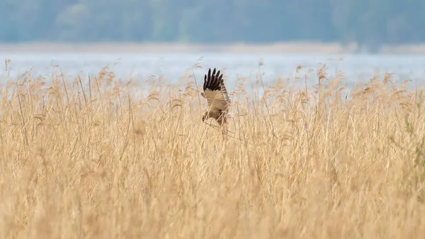 Shallow Focus Shot Harrier Flying Wheat Field — Stock Photo, Image