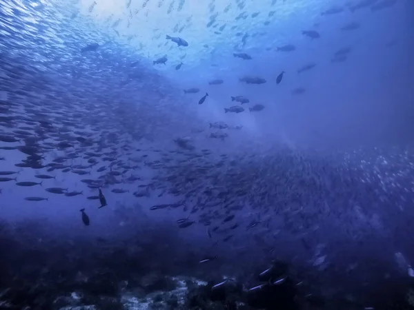 Unterwasseraufnahme Eines Fischschwärms Sehr Blau Und Mystisch Schöner Hintergrund — Stockfoto