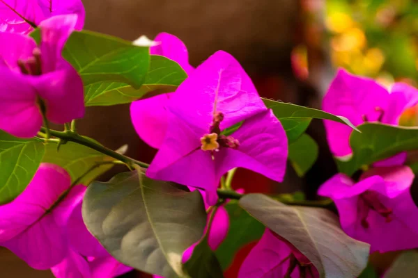 Eine Nahaufnahme Von Rosa Bougainvillea Blume Strauch Einem Sonnigen Tag — Stockfoto