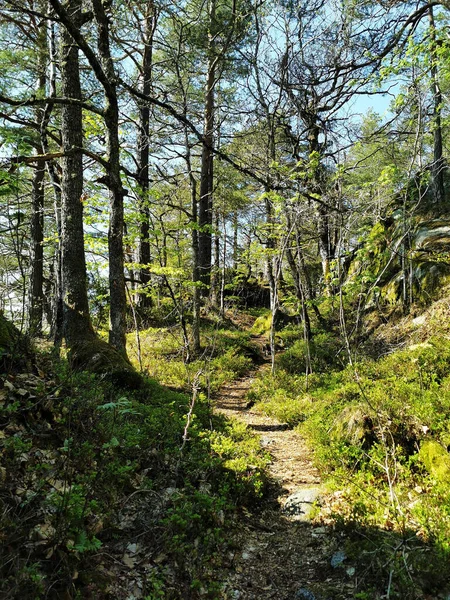 Tiro Vertical Caminho Através Das Madeiras Verdes Bokeskogen — Fotografia de Stock