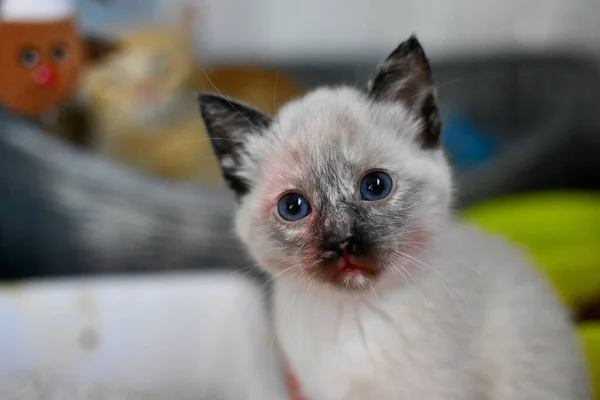 Closeup Shot Cute White Kitten Blue Eyes — Stock Photo, Image