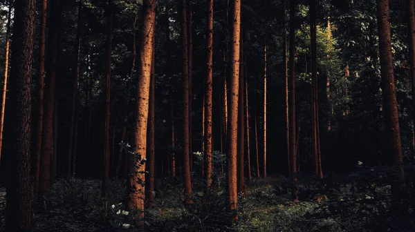 Bellissimo Sfondo Tronchi Albero Nella Foresta — Foto Stock