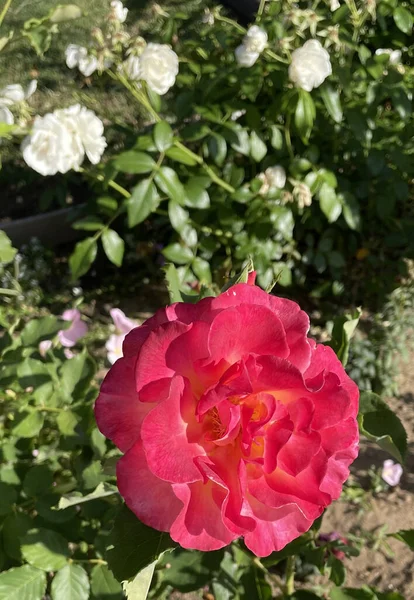 Вертикальный Крупный План Ярко Выраженного Розового Сада Белыми Розами Заднем — стоковое фото