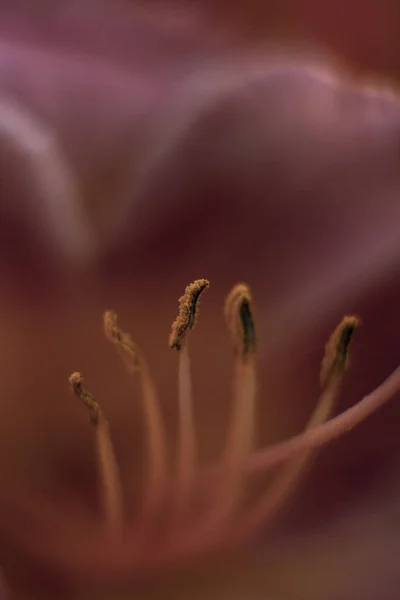 Vertical Shot Blooming Orange Lily Bud — Φωτογραφία Αρχείου