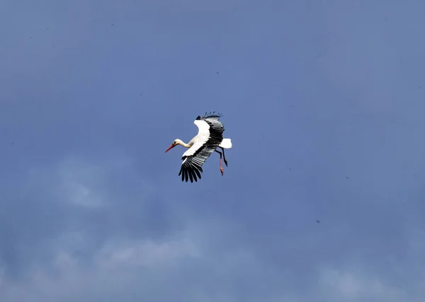 Una Cigüeña Volando Cielo Con Buen Tiempo Sobre Fondo Azul —  Fotos de Stock