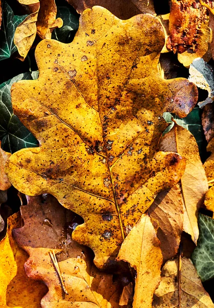 乾燥した明るい秋の葉の抽象的なクローズアップ — ストック写真