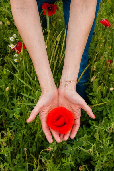 Tiro Close Vertical Mãos Femininas Segurando Uma Flor Vermelha Campo — Fotografia de Stock