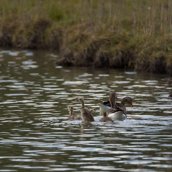 Malowniczy Widok Rodziny Gęsi Greylag Pływających Razem — Zdjęcie stockowe