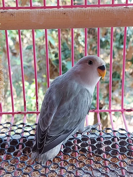 Vertical Shot Gray Lovebird Cage Sunlight Blurry Background — Stock Photo, Image