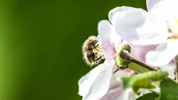 Крупный План Пчелы Цветущих Яблонях — стоковое фото