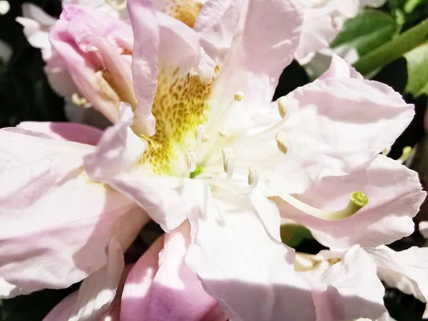 Close Grande Rododendro Floresce — Fotografia de Stock