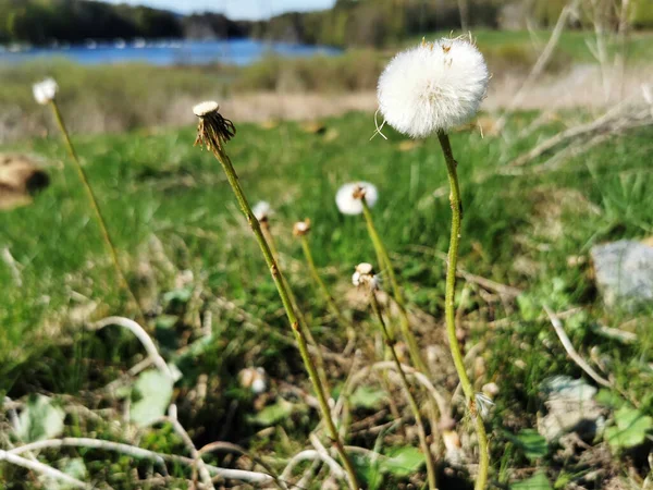 Tiro Seletivo Foco Coltsfoot Prado — Fotografia de Stock