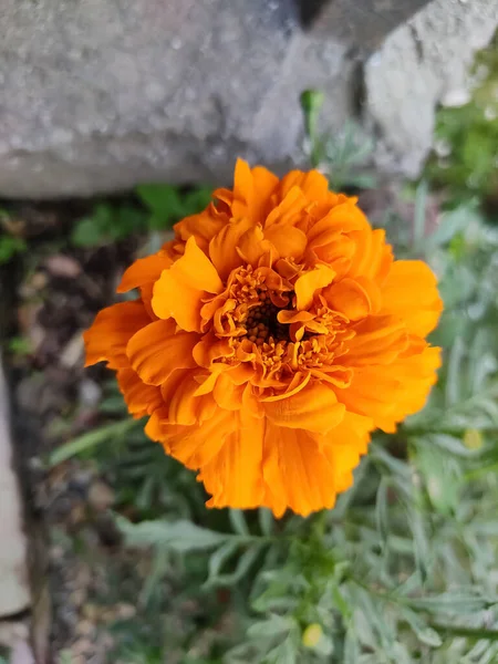 オレンジ色のマリーゴールドの花の垂直ショット — ストック写真