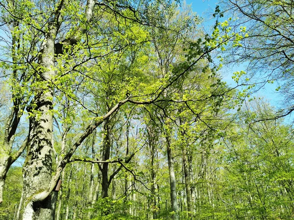Close Árvores Verdes Primavera — Fotografia de Stock