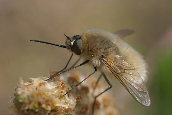 Macro Shot Bombylius Venosus Gray Hairy Bee Fly Flower Sharp — Φωτογραφία Αρχείου