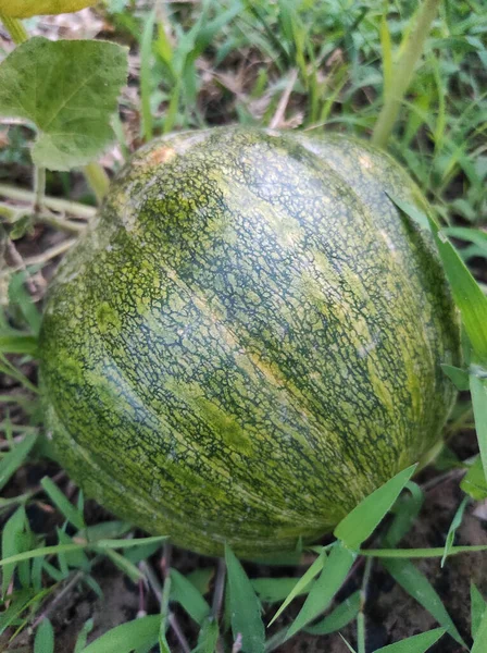 Closeup Shot Growing Green Pumpkin — Stock Photo, Image