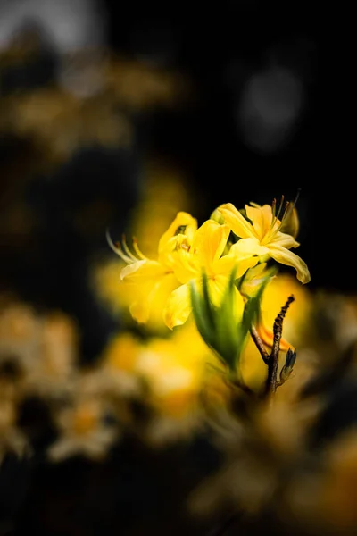 Beautiful Blooming Flowers Azalea Blurred Backgrou — Stock Photo, Image