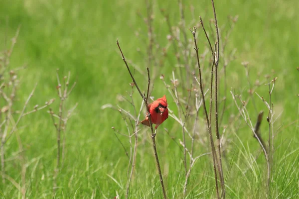 Uccello Cardinale Rosso Piedi Ramo Sottile Campo Verde — Foto Stock