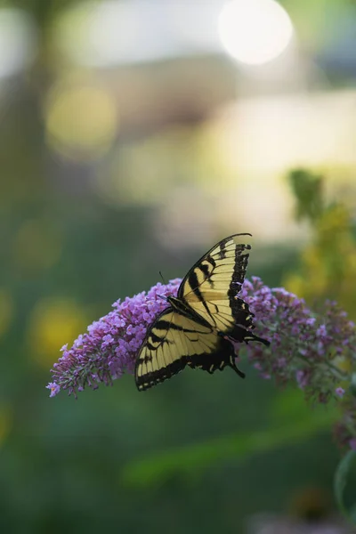 Plan Vertical Papillon Jaune Assis Sur Une Fleur Fleurs — Photo