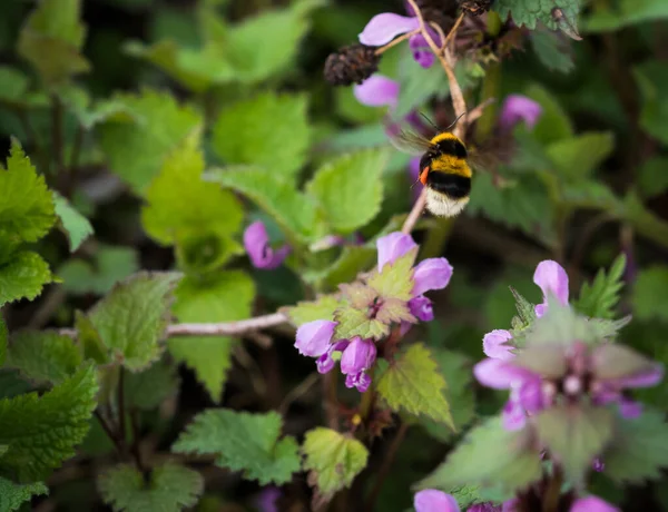 Foco Suave Abejorro Recogiendo Polen Néctar Flores Púrpuras Jardín —  Fotos de Stock