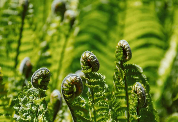 Selektivní Zaměření Zelených Kapradinových Listů Lese Rozmazaném Pozadí — Stock fotografie