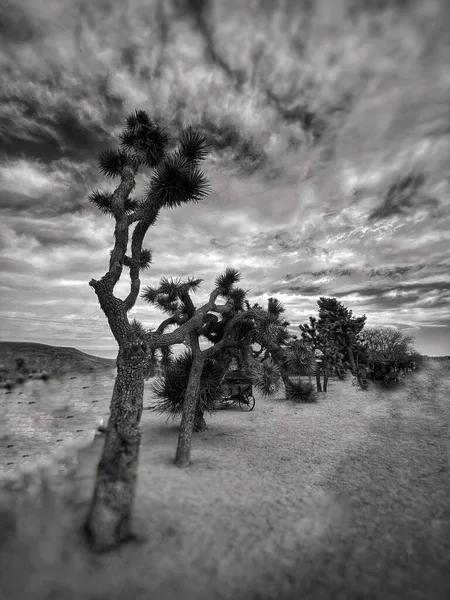 Pionowe Ujęcie Joshua Tree National Park Kalifornii Usa Pod Dramatycznym — Zdjęcie stockowe