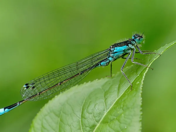 Ein Blauer Eurasischer Blauregen Auf Einem Großen Grünen Blatt — Stockfoto