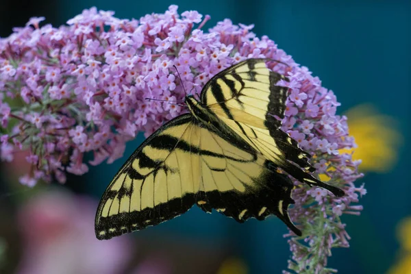 Krásný Žlutý Motýl Sedící Fialovém Květu — Stock fotografie